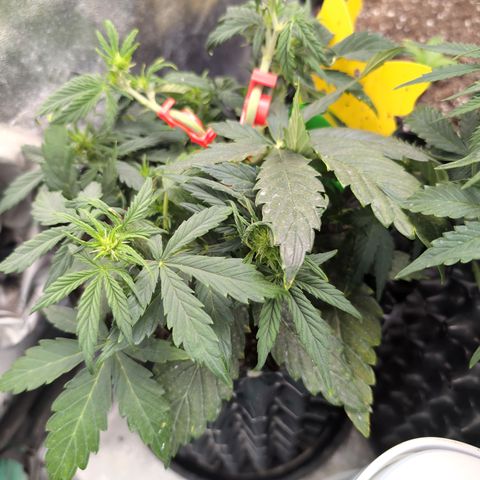 Chrissy -Bruce Banner (78d) 27-33% 60/40S, 215gw/41g dry growlog timeline photo