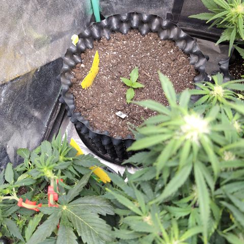 Frannie- BB Fat Bastard (90), Hybrid, 30-38%, 312 wet/57 dry growlog timeline photo
