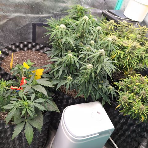 Chrissy -Bruce Banner (78d) 27-33% 60/40S, 215gw/41g dry growlog timeline photo