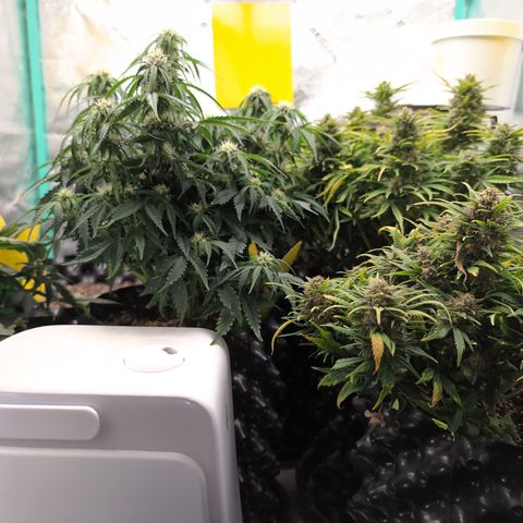 Chrissy -Bruce Banner (78d) 27-33% 60/40S, 215gw/41g dry growlog timeline photo