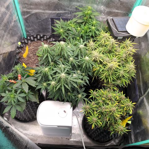 Chrissy -Bruce Banner (78d) 27-33% 60/40S, 215gw/41g dry growlog timeline photo
