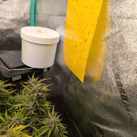 Chrissy -Bruce Banner (78d) 27-33% 60/40S, 215gw/41g dry growlog timeline photo