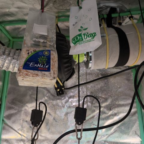 Chrissy -Bruce Banner (78d) 27-33% 60/40S, 215gw/41g dry growlog timeline photo
