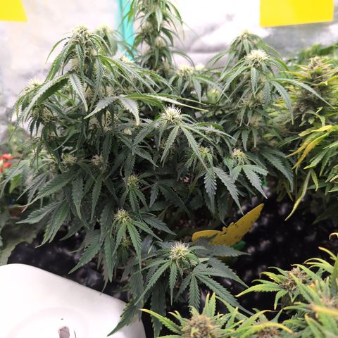 Zelda- Purple Panama Red 17-21%S, (94 days),  287w/60d growlog timeline photo