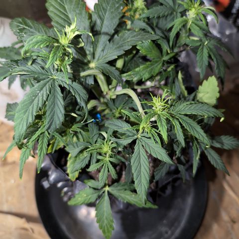 Chrissy -Bruce Banner (78d) 27-33% 60/40S, 215gw/41g dry growlog timeline photo