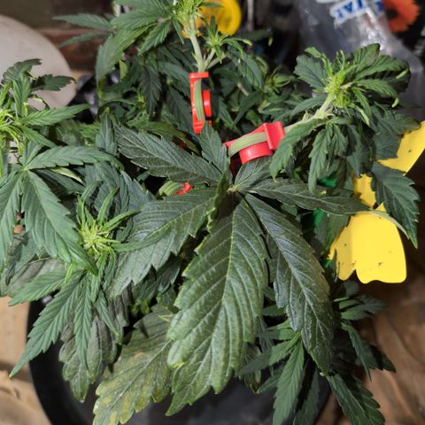 Chrissy -Bruce Banner (78d) 27-33% 60/40S, 215gw/41g dry growlog timeline photo