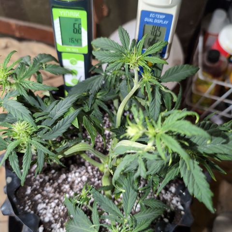 Chrissy -Bruce Banner (78d) 27-33% 60/40S, 215gw/41g dry growlog photo: I brought her up a ton!