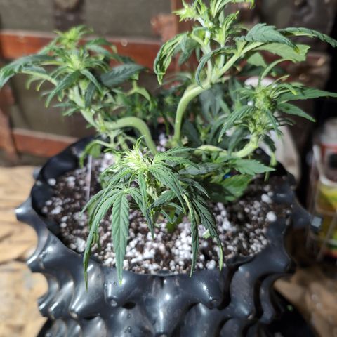 Chrissy -Bruce Banner (78d) 27-33% 60/40S, 215gw/41g dry growlog timeline photo