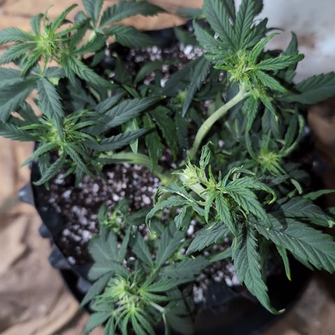 Chrissy -Bruce Banner (78d) 27-33% 60/40S, 215gw/41g dry growlog timeline photo
