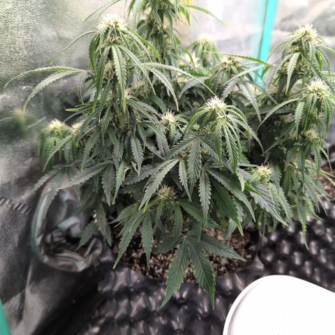 Zelda- Purple Panama Red 17-21%S, (94 days),  287w/60d growlog timeline photo