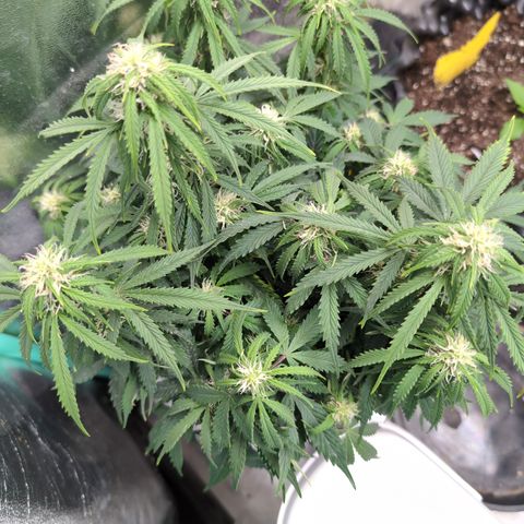 Zelda- Purple Panama Red 17-21%S, (94 days),  287w/60d growlog timeline photo