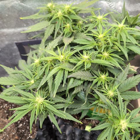 Quinn- Quarter Pounder w/Cheese (84d) 22-28%Sativa 163g wet/36g dry growlog photo: She's a stunner! 