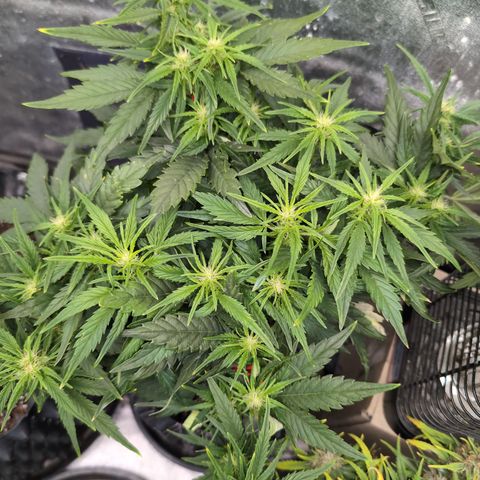 Quinn- Quarter Pounder w/Cheese (84d) 22-28%Sativa 163g wet/36g dry growlog photo: Time to defoliate!!