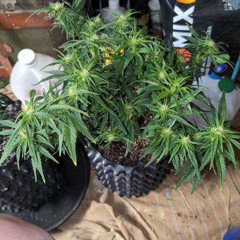 Quinn- Quarter Pounder w/Cheese (84d) 22-28%Sativa 163g wet/36g dry growlog photo: A little trim...