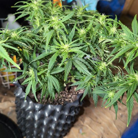 Quinn- Quarter Pounder w/Cheese (84d) 22-28%Sativa 163g wet/36g dry growlog photo: A little trim...