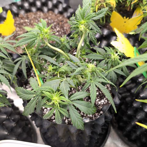 Chrissy -Bruce Banner (78d) 27-33% 60/40S, 215gw/41g dry growlog timeline photo