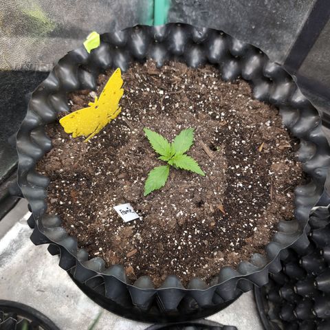 Frannie- BB Fat Bastard (90), Hybrid, 30-38%, 312 wet/57 dry growlog timeline photo