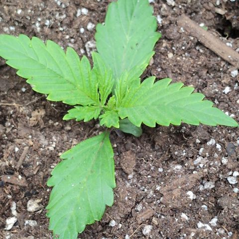 Frannie- BB Fat Bastard (90), Hybrid, 30-38%, 312 wet/57 dry growlog timeline photo