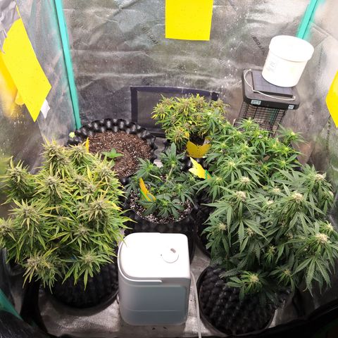 Chrissy -Bruce Banner (78d) 27-33% 60/40S, 215gw/41g dry growlog timeline photo