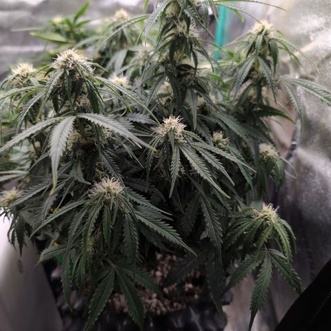 Zelda- Purple Panama Red 17-21%S, (94 days),  287w/60d growlog timeline photo