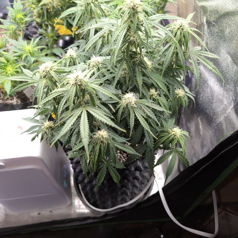 Zelda- Purple Panama Red 17-21%S, (94 days),  287w/60d growlog timeline photo