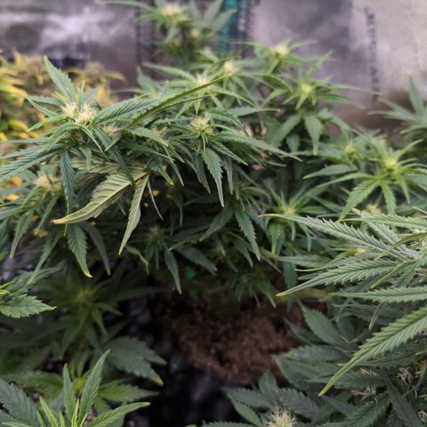 Quinn- Quarter Pounder w/Cheese (84d) 22-28%Sativa 163g wet/36g dry growlog photo: Really beautiful!