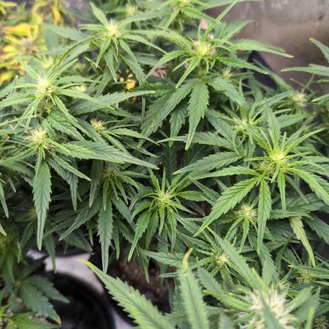 Quinn- Quarter Pounder w/Cheese (84d) 22-28%Sativa 163g wet/36g dry growlog photo: Really beautiful!