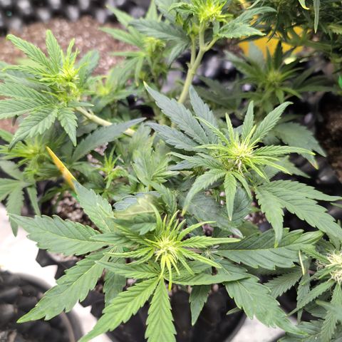 Chrissy -Bruce Banner (78d) 27-33% 60/40S, 215gw/41g dry growlog timeline photo