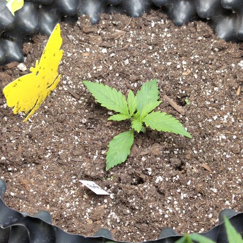 Frannie- BB Fat Bastard (90), Hybrid, 30-38%, 312 wet/57 dry growlog photo: I see some clover!!