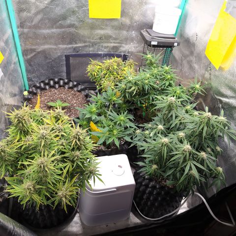 Chrissy -Bruce Banner (78d) 27-33% 60/40S, 215gw/41g dry growlog timeline photo