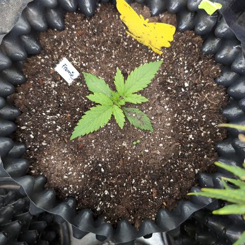 Frannie- BB Fat Bastard (90), Hybrid, 30-38%, 312 wet/57 dry growlog photo: She's going to be a beaut! ❤️