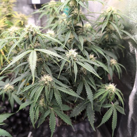 Zelda- Purple Panama Red 17-21%S, (94 days),  287w/60d growlog timeline photo