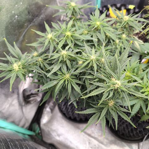 Quinn- Quarter Pounder w/Cheese (84d) 22-28%Sativa 163g wet/36g dry growlog timeline photo