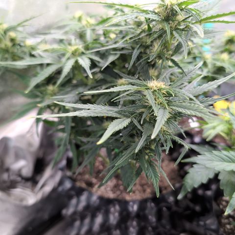 Quinn- Quarter Pounder w/Cheese (84d) 22-28%Sativa 163g wet/36g dry growlog timeline photo