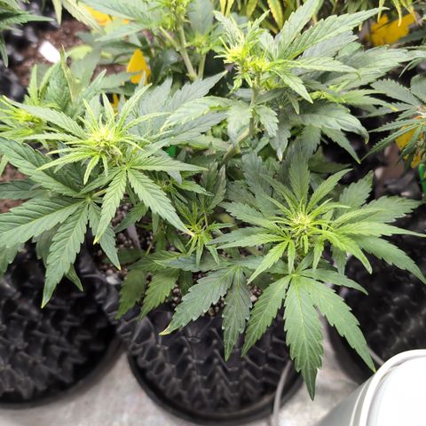 Chrissy -Bruce Banner (78d) 27-33% 60/40S, 215gw/41g dry growlog photo: I think the Cronk Fertilizer made a big difference!