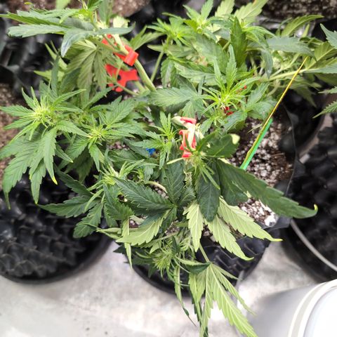 Chrissy -Bruce Banner (78d) 27-33% 60/40S, 215gw/41g dry growlog photo: All twisted up again!