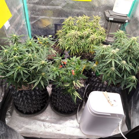 Chrissy -Bruce Banner (78d) 27-33% 60/40S, 215gw/41g dry growlog timeline photo