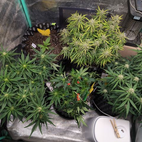 Chrissy -Bruce Banner (78d) 27-33% 60/40S, 215gw/41g dry growlog timeline photo