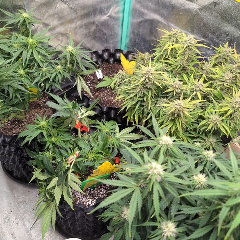 Chrissy -Bruce Banner (78d) 27-33% 60/40S, 215gw/41g dry growlog timeline photo