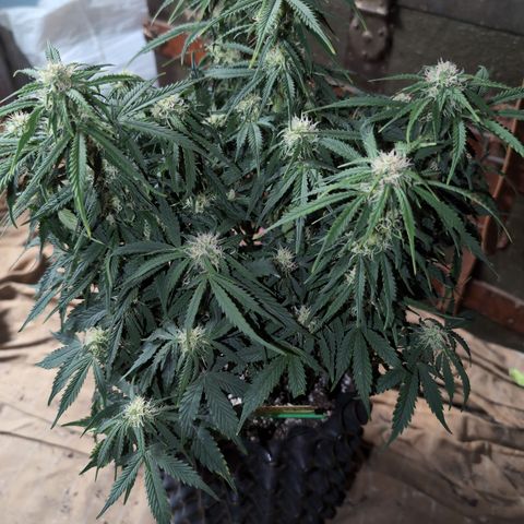 Zelda- Purple Panama Red 17-21%S, (94 days),  287w/60d growlog timeline photo