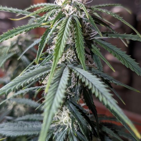 Zelda- Purple Panama Red 17-21%S, (94 days),  287w/60d growlog timeline photo
