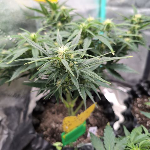 Quinn- Quarter Pounder w/Cheese (84d) 22-28%Sativa 163g wet/36g dry growlog photo: Nice lollypopping!