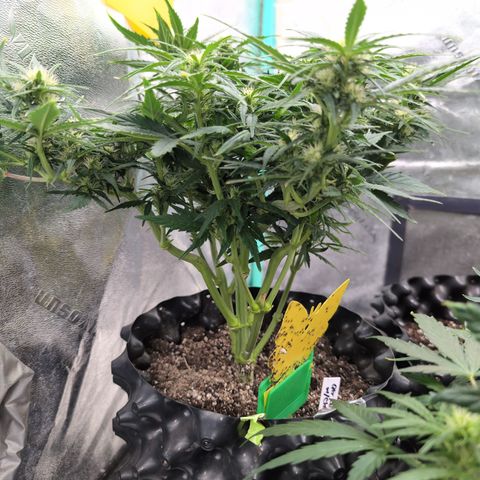 Quinn- Quarter Pounder w/Cheese (84d) 22-28%Sativa 163g wet/36g dry growlog photo: Nice lollypopping!