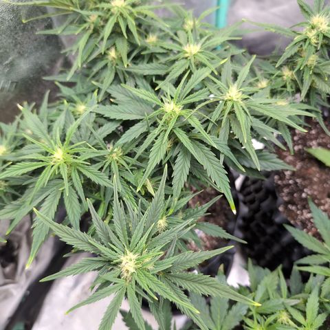 Quinn- Quarter Pounder w/Cheese (84d) 22-28%Sativa 163g wet/36g dry growlog photo: Nice lollypopping!