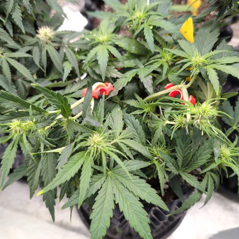 Chrissy -Bruce Banner (78d) 27-33% 60/40S, 215gw/41g dry growlog timeline photo