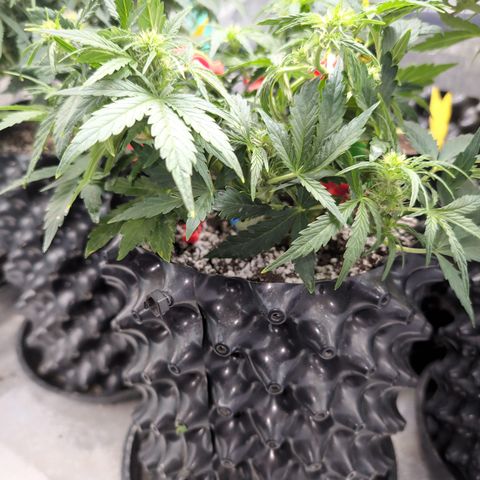 Chrissy -Bruce Banner (78d) 27-33% 60/40S, 215gw/41g dry growlog timeline photo