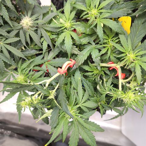 Chrissy -Bruce Banner (78d) 27-33% 60/40S, 215gw/41g dry growlog timeline photo