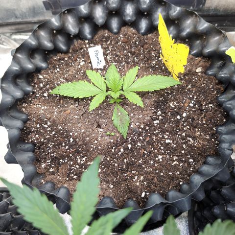 Frannie- BB Fat Bastard (90), Hybrid, 30-38%, 312 wet/57 dry growlog photo: So big, so fast!! ❤️