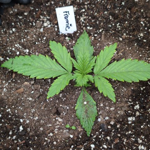 Frannie- BB Fat Bastard (90), Hybrid, 30-38%, 312 wet/57 dry growlog photo: So big, so fast!! ❤️