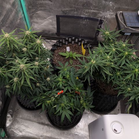 Anita-NH ATF (73), 13-27%, Sativa 149g wet/25g dry growlog photo: I reinforced the fresh pot for Anita. 